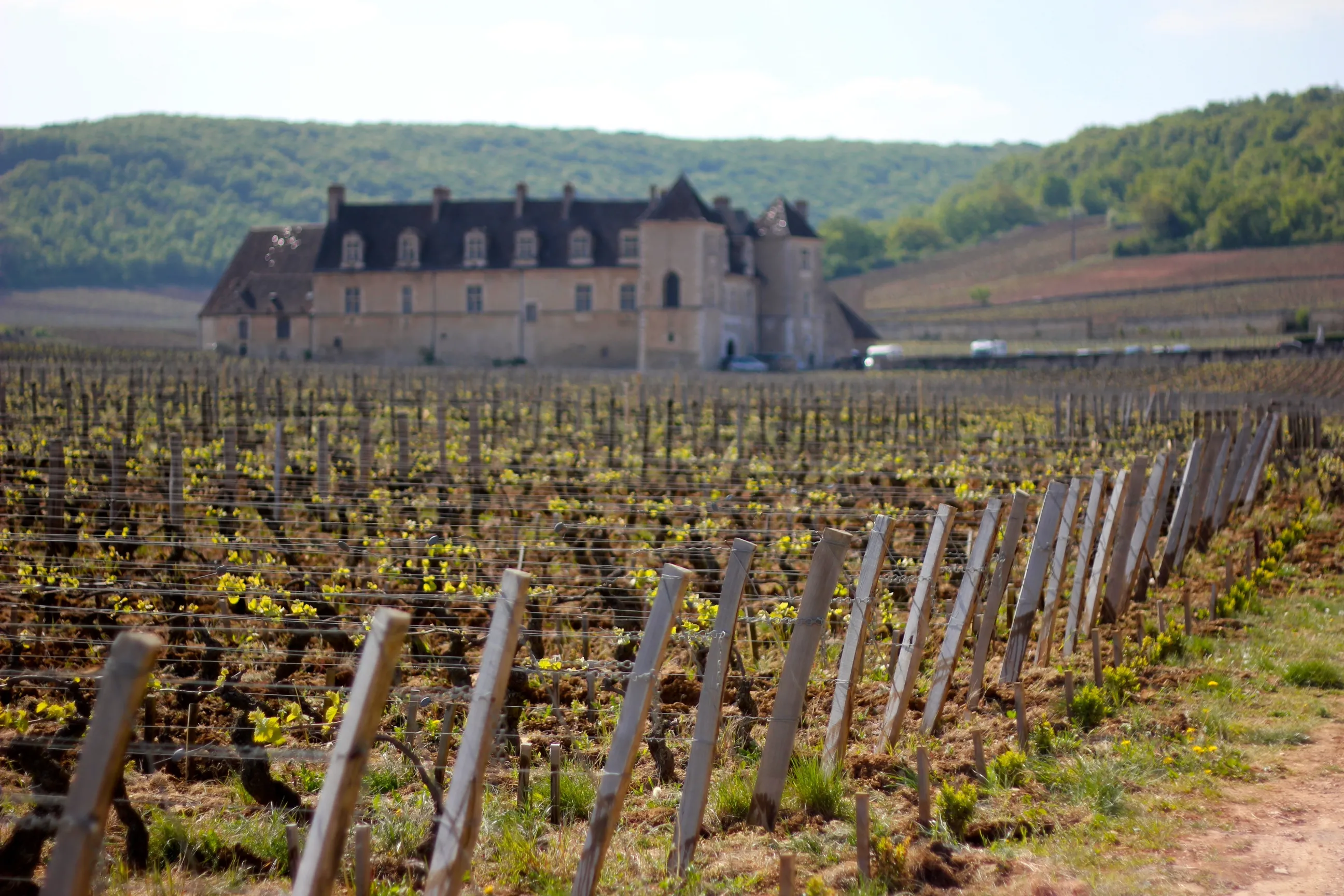 赤ワインの世界：主な産地と個性 - Image 2